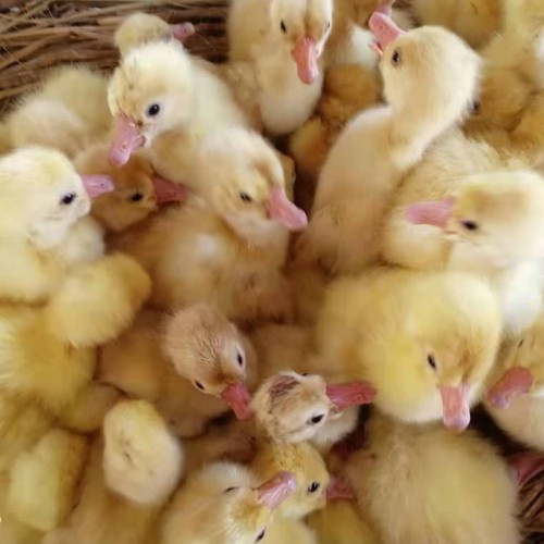 正规鹅苗厂 大种鹅苗养殖场 鹅苗出售批发价格