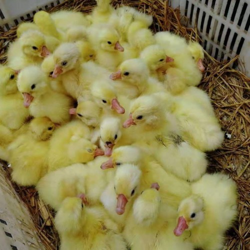 买大种鹅苗 皖西鹅苗 土肥鹅鹅苗