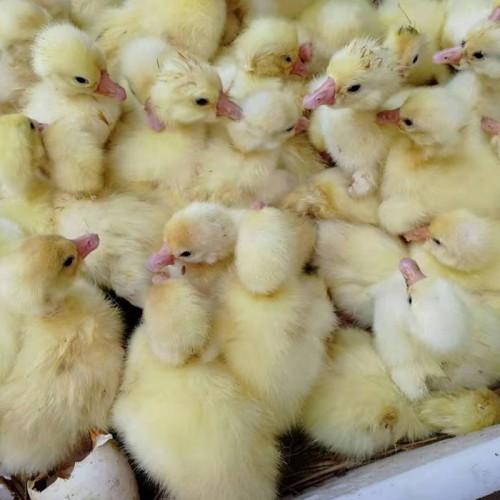 上好的鹅苗 皖西白鹅苗孵化场 鹅苗好品种 小型鹅苗