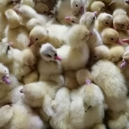 皖西大白鹅苗孵化厂 鹅苗现在的价位 便宜大鹅苗