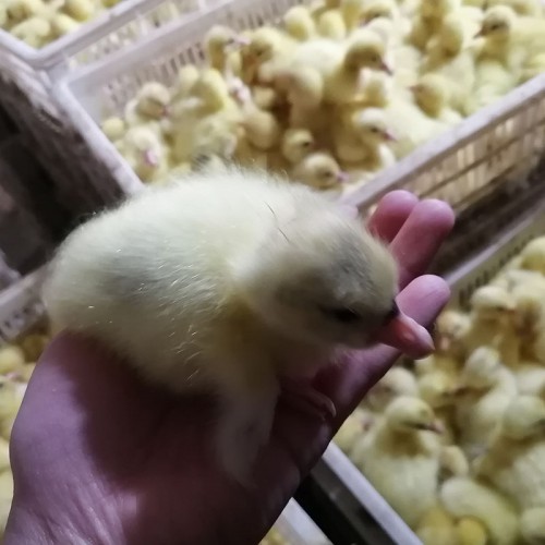 泰州大白鹅苗 江苏大三花鹅苗 大鹅鹅苗价钱一只 产蛋鹅品种