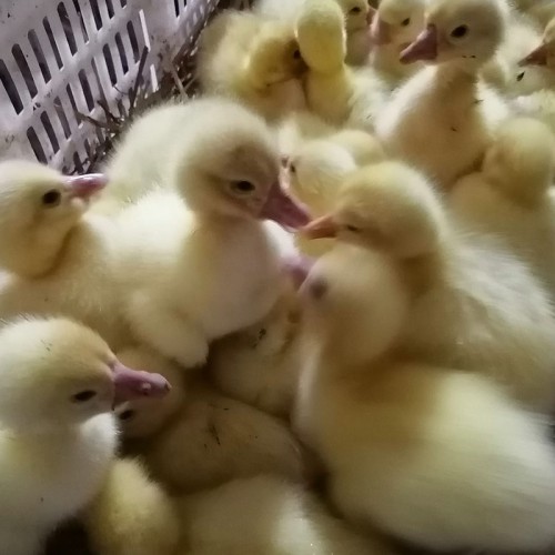 皖西杂交鹅苗 肉鹅苗 供应鹅苗 附近出售鹅苗