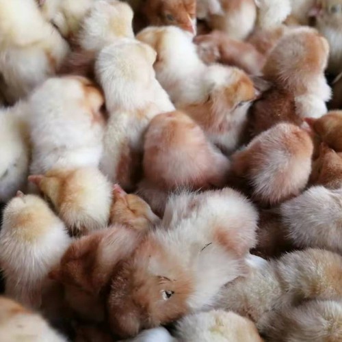 草鸡苗孵化场 土鸡苗 三黄鸡苗 红玉380鸡苗