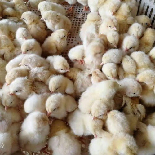 380公鸡苗 大红公鸡苗品种大全 九斤红鸡苗孵化场