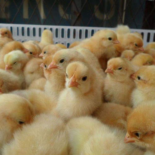 江苏鸡苗孵化基地 鸡苗孵化厂 公鸡苗批发 红公鸡苗价格