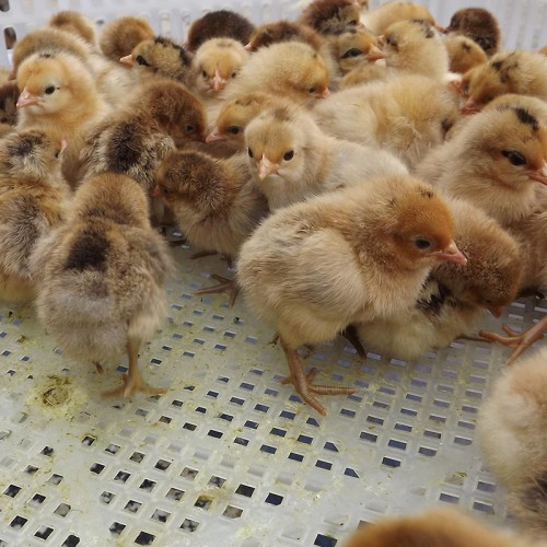 生蛋鸡苗 青脚麻鸡苗 鸡苗孵化场 黄鸡苗