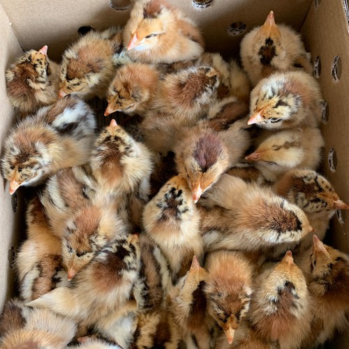 脱温鸡苗 五黑一绿正宗鸡苗 麻鸡苗