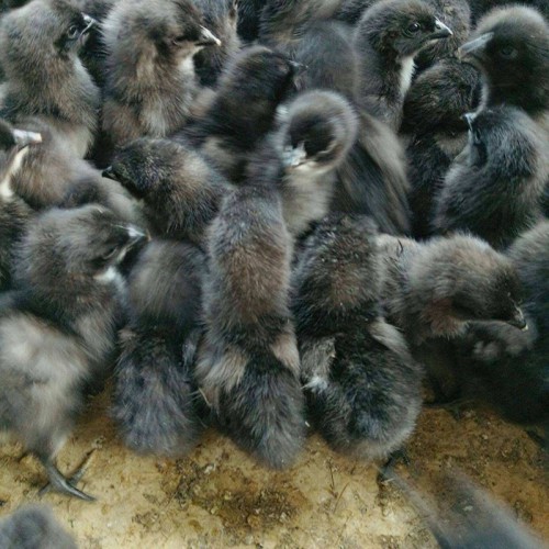 柴鸡苗 纯土鸡苗 小肉鸡苗 大种芦花鸡苗