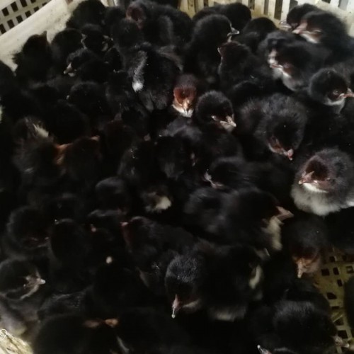 鸡苗孵化场 五黑鸡苗 笨鸡苗 黑鸡苗一只