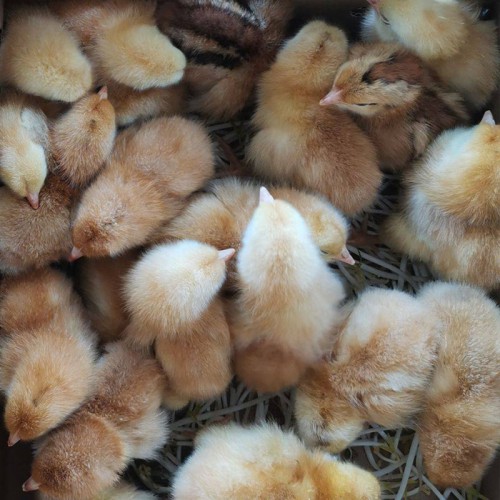 九斤红公鸡苗 五黑鸡一斤左右的鸡苗 鸡苗现在价格