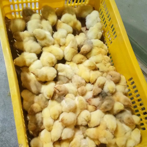 小肉鸡苗价格 本地纯土鸡苗批发 大型鸡苗孵化场