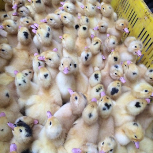 大种白番鸭苗 有鸭苗卖 黑鸭苗