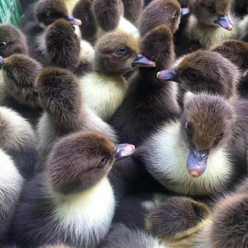 花番鸭苗 大品种黑番鸭苗 洋鸭苗 公鸭苗 母鸭苗