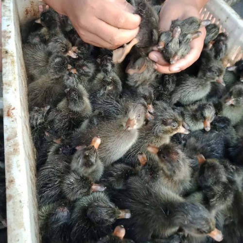 蛋鸭鸭苗孵化厂 黑金定鸭苗 产蛋鸭苗