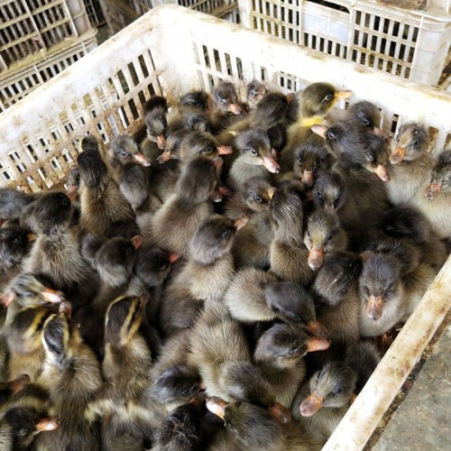 蛋鸭鸭苗品种 脱温鸭苗 鸭苗孵化厂