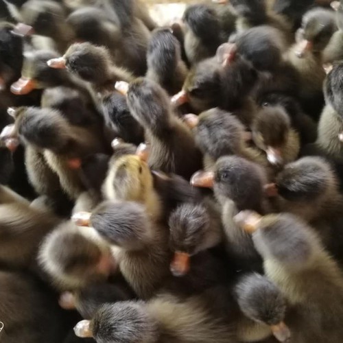 金定鸭养殖 蛋鸭鸭苗孵化场 种鸭鸭苗 蛋鸭鸭苗