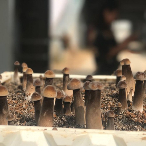 高品质黑皮鸡枞菌