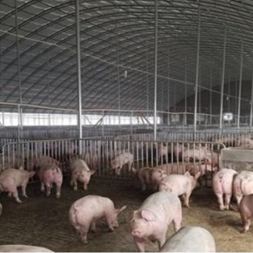 养殖温室大棚 新型养牛大棚 塑料养猪大棚建设 冬季大棚