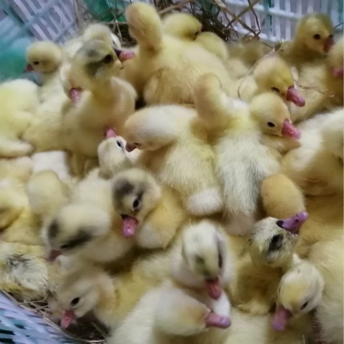 养鹅鹅苗 四季鹅苗供应 皖西大白鹅苗 沭阳鹅苗