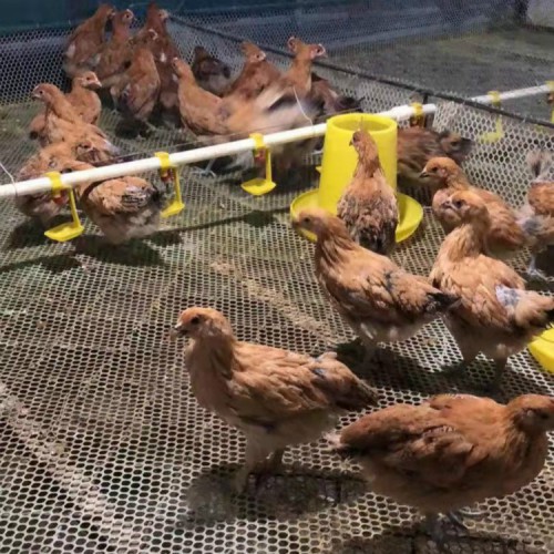 本地纯土鸡苗 孵化小鸡苗 供应鸡苗 蛋鸡苗批发价格