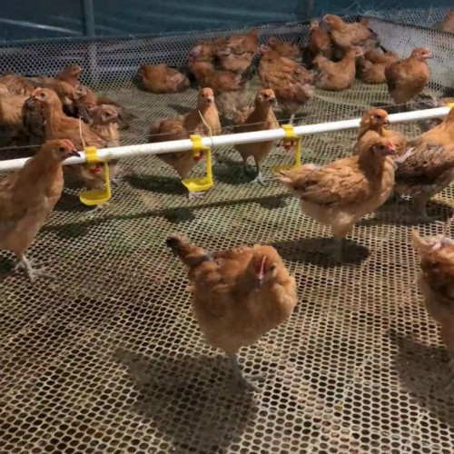 柴鸡苗价格一只 30天脱温鸡苗 半斤鸡苗 小鸡苗卖