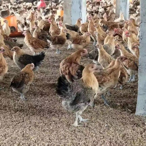 柴鸡苗孵化场 小公鸡苗 土鸡 一个月脱温鸡苗