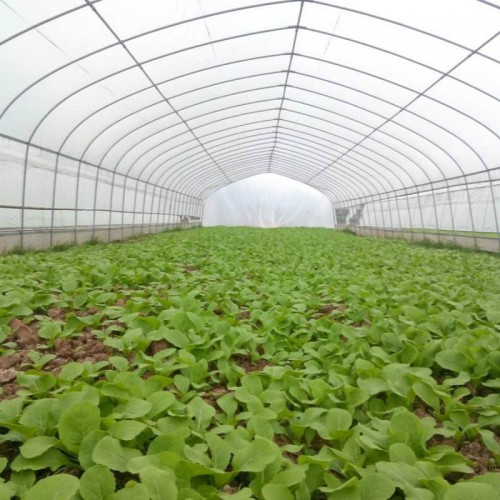 温室大棚厂家 葡萄大棚建设 8米宽的蔬菜大棚造价