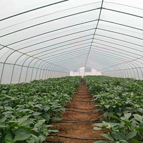 葡萄大棚造价 6米小拱棚搭建 蔬菜温室大棚公司