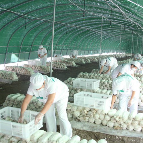 八米宽钢管大棚 菌菇大棚搭建一平方 种植香菇大棚投资