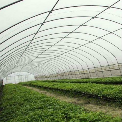 简易防雨大棚造价 花卉园艺大棚 20米大跨度温室大棚