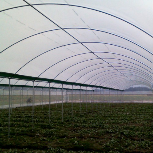 花卉连栋温室大棚 葡萄大棚搭建 西瓜大棚造价 简易连体大棚