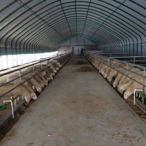 养殖大棚搭建一平方 500平方大棚羊舍 大棚猪舍建造