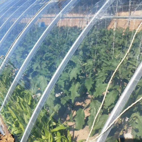 大棚双防膜 大棚长寿膜  大棚透光膜 农用温室大棚膜 PO膜