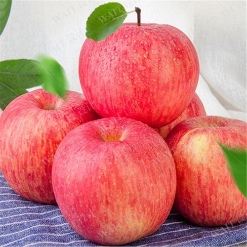 冷藏山东红富士苹果出库价格