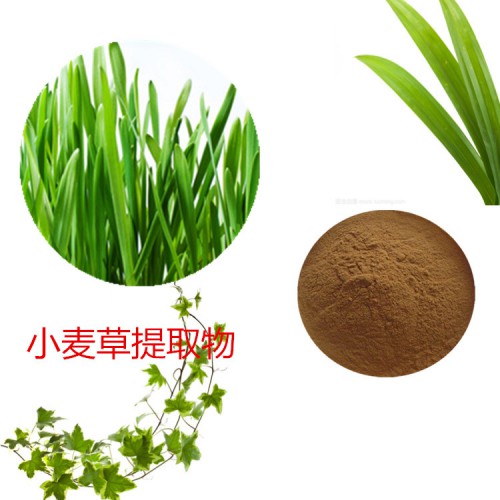 小麦草子提取物 小麦苗粉 速溶 小麦苗粉 小麦草浸