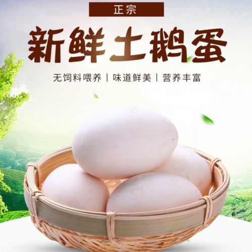 生鹅蛋 鹅蛋价格 散养鹅蛋 鹅蛋蛋 土鹅蛋 新鲜鹅蛋