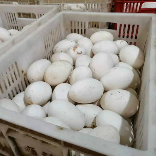 供应鹅蛋 有鹅蛋批发 现在鹅蛋价格 白鹅蛋 白鹅种蛋