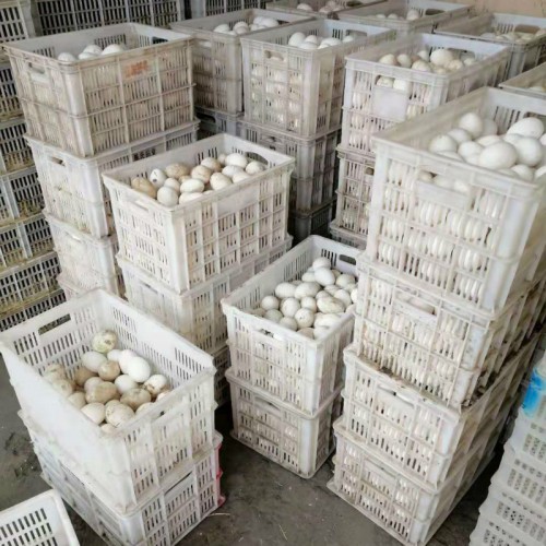 大品种鹅蛋 鹅蛋的价钱 鹅种蛋 大三花鹅种蛋