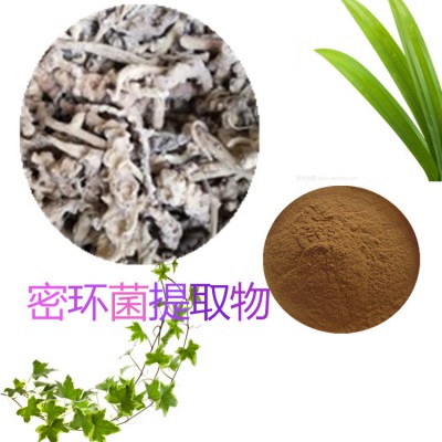 蜜环菌提取物 水提 10;1 蜜环菌粉 水溶 蜜环菌浸膏