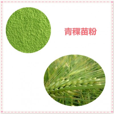青稞苗粉 青稞苗速溶粉 青稞苗提取物 10:1 青稞苗浸膏