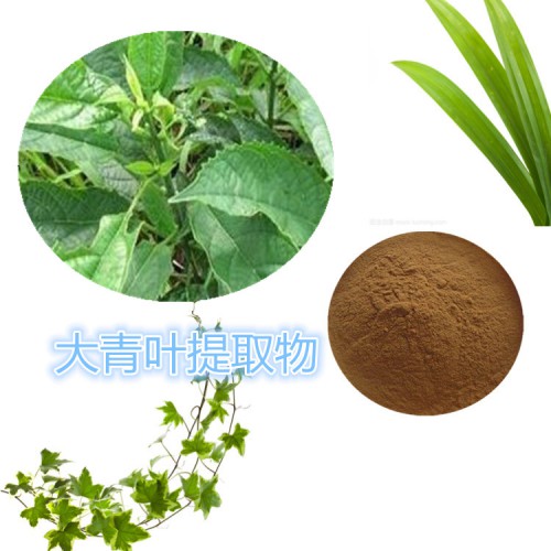 大青叶提取物 水提 10:1  大青叶浸膏 大青叶速溶粉