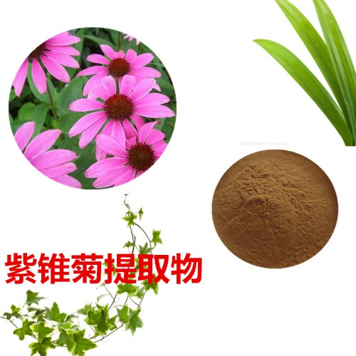 紫锥菊提取物 水提 10:1  紫锥菊浸膏 紫锥菊速溶粉