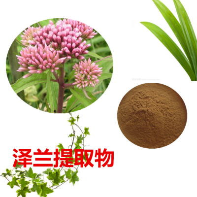 泽兰提取物 水提 10:1  泽兰浸膏 泽兰速溶粉