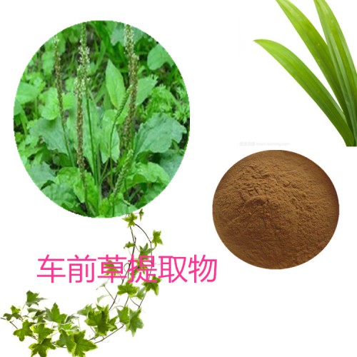 10:1  车前草提取物  水提 车前草粉 车前草浸膏