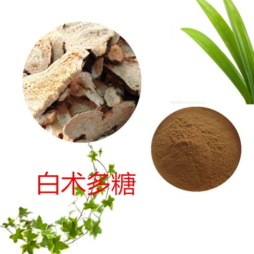 白术多糖 30%  50%  白术提取液 10:1