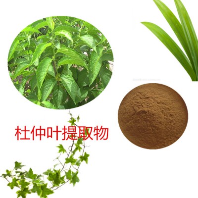 10:1 杜仲叶提取物  水提  杜仲叶粉 杜仲叶浸膏