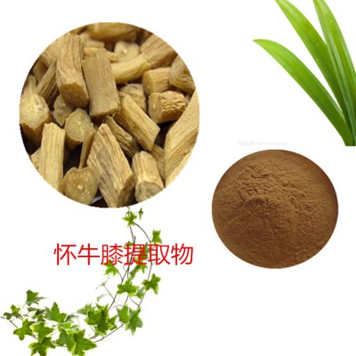 10:1 怀牛膝提取物  水提  怀牛膝粉 怀牛膝浸膏