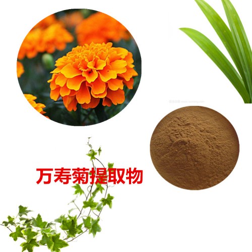 10:1 万寿菊提取物  水提  万寿菊粉 万寿菊浸膏