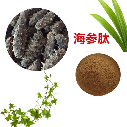 海参肽 90%  海参蛋白 海参小分子肽