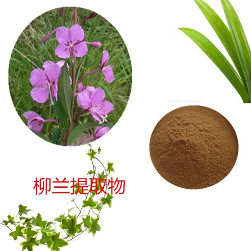 柳兰提取物 水提 10:1 柳兰速溶粉 柳兰浸膏